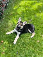 3 (1)fantastisch reutje(s)Oud Duitse herder x Witte herder, Dieren en Toebehoren, Honden | Herdershonden en Veedrijvers, CDV (hondenziekte)