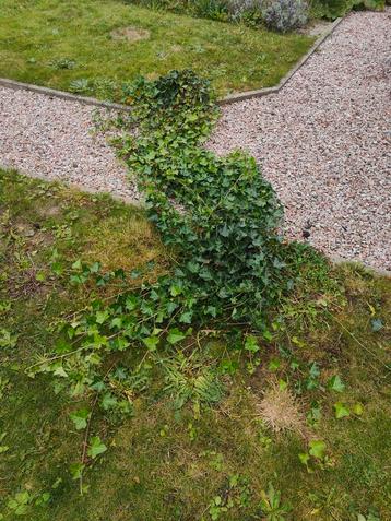 Hedera beschikbaar voor biedingen