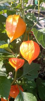 Lampionplant, Physalis alkekengi, vaste plant, biologisch, Ophalen, Zomer, Overige soorten, Volle zon