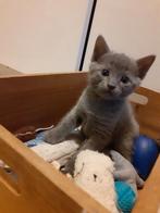 Blauwe rus kittens, Kater, Ontwormd