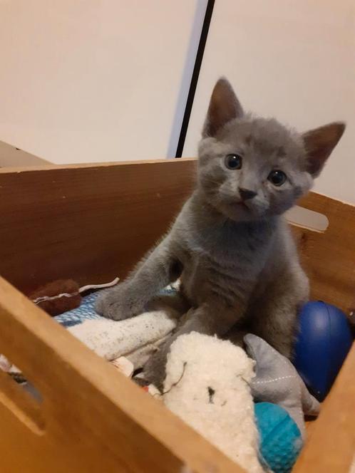 Blauwe rus kittens, Dieren en Toebehoren, Katten en Kittens | Raskatten | Korthaar, Kater, Ontwormd