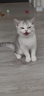 Raszuivere Britshaar kitten zoekt een warm Forever Home, Dieren en Toebehoren, Katten en Kittens | Raskatten | Korthaar, Meerdere dieren