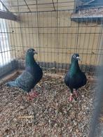 Koppel zwarte postduiven met jongen., Meerdere dieren, Postduif