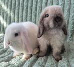 Koppeltje jonge NHD x Minilop., Dieren en Toebehoren, Konijnen, Meerdere dieren, Dwerg, Hangoor, 0 tot 2 jaar