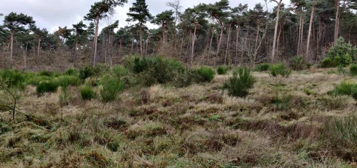 bosperceel te Delfzijl in de buurt van Eindhoven, Tuin en Terras, Planten | Bomen, Overige soorten, Minder dan 100 cm, Volledige schaduw