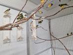 Diverse gouldamadines te koop, Dieren en Toebehoren, Vogels | Overige Vogels, Meerdere dieren, Tropenvogel