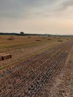 Hooi en stro, Dieren en Toebehoren, Dierenvoeding, Ophalen of Verzenden, Vee