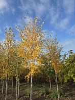 Ruwe berk betula pendula boom 3-jarig, Tuin en Terras, Bloeit niet, Overige soorten, 250 tot 400 cm, Ophalen