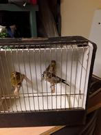 Te koop kanaries, Dieren en Toebehoren, Meerdere dieren, Kleurkanarie