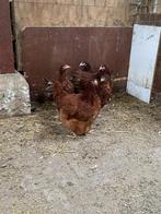 Orpington groot ras, 2025, rood, leghennen & haan., Dieren en Toebehoren, Pluimvee, Meerdere dieren, Kip