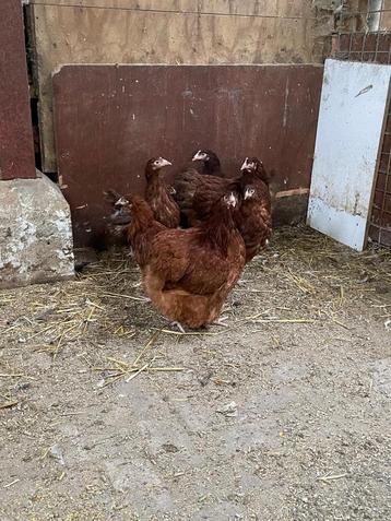 Orpington groot ras, 2025, rood, leghennen & haan. beschikbaar voor biedingen