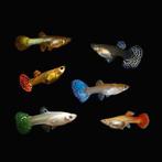 Guppies, Dieren en Toebehoren, Vissen | Aquariumvissen, Vis, Zoetwatervis