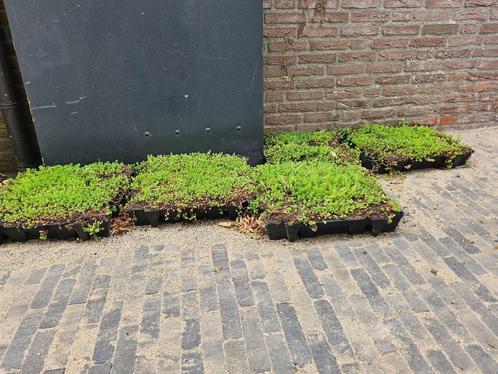 Sedumplantjes in 5 casettes van 50 x 50 cm, Tuin en Terras, Planten | Tuinplanten, Vaste plant, Overige soorten, Volle zon, Zomer