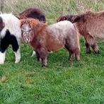 Diverse Shetlanders, Dieren en Toebehoren, Pony's, Hengst, A pony (tot 1.17m), 0 tot 2 jaar