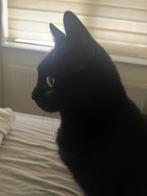 Gratis Europese korthaar poes, Poes, Gechipt, 6 jaar of ouder