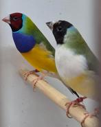 Gouldamadines, Dieren en Toebehoren, Meerdere dieren, Tropenvogel