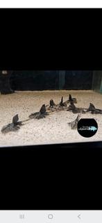 Kweekgroep 10x loricaria atababo, Dieren en Toebehoren, Vissen | Aquariumvissen, Vis, Zoetwatervis, Schoolvis