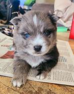 Pomsky pup, Particulier, Rabiës (hondsdolheid), Keeshond, 8 tot 15 weken