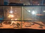 Terrarium met 2 baardagamen, Dieren en Toebehoren, Reptielen en Amfibieën | Toebehoren, Ophalen, Zo goed als nieuw