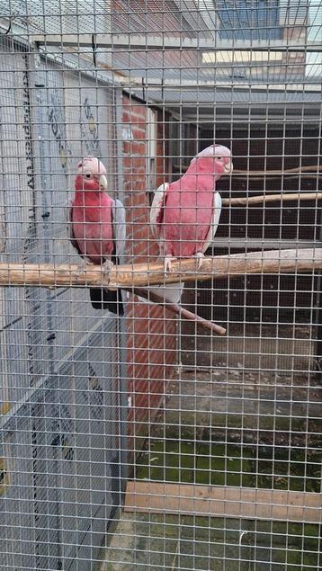 Rosé kaketoes  beschikbaar voor biedingen