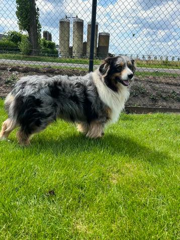 Australian Shepherd Dekreu