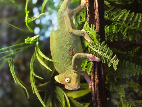 Jemen kameleon piebald, Dieren en Toebehoren, Reptielen en Amfibieën, Hagedis, 0 tot 2 jaar