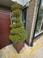 Buxus spiraal vormen, Bloeit niet, Overige soorten, Minder dan 100 cm, Ophalen