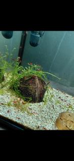 Rode Bloody Mary garnalen (neocaridina) High, Dieren en Toebehoren, Kreeft, Krab of Garnaal