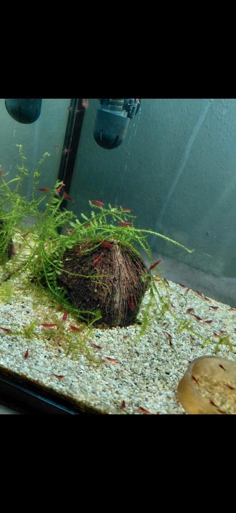 Rode Bloody Mary garnalen (neocaridina) High, Dieren en Toebehoren, Vissen | Aquariumvissen, Kreeft, Krab of Garnaal