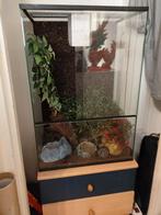 Luipaardgekko te koop – inclusief terrarium en accessoires, Dieren en Toebehoren, Hagedis, Met terrarium, 3 tot 6 jaar