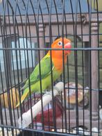 Fischerie  groene euwing opaline, Dieren en Toebehoren, Vogels | Parkieten en Papegaaien, Meerdere dieren, Dwergpapegaai of Agapornis