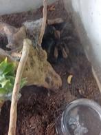 Vogelspin chilobrachus eledric blue 0 0.1 man, Overige soorten