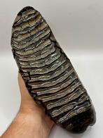 Wolharige Mammoet kies Rusland, Verzamelen, Mineralen en Fossielen, Ophalen of Verzenden, Fossiel