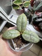 Hoya mitrata silver kapuas, Huis en Inrichting, Kamerplanten, Verzenden, Halfschaduw, Minder dan 100 cm