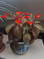 Kohleria 'Brazil Gem' pot vol knollen, Ophalen, Overige soorten, Minder dan 100 cm