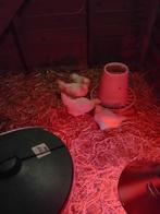 Poule de bresse kuikens, Dieren en Toebehoren, Pluimvee, Geslacht onbekend, Kip