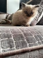 Lieve ragdoll kittens, Meerdere dieren, Gechipt