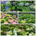 TUINPLANTEN: HORTENSIA'S (veel srt.), VLINDERSTRUIK e.v.a., Vaste plant, Halfschaduw, Zomer, Ophalen