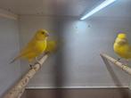 Gezonde mannen van geweldige show kwaliteit!, Dieren en Toebehoren, Vogels | Kanaries, Mannelijk, Kleurkanarie