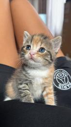 Halfe britse korthaar kittens, Poes, Ontwormd