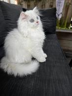 2 katten te koop, Dieren en Toebehoren, Katten en Kittens | Raskatten | Langhaar, Kater