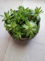 Vetplanten, Ophalen, Halfschaduw, Minder dan 100 cm