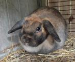 Leuke voedster, 2 jaar oud, Dieren en Toebehoren, Konijnen, Vrouwelijk, Klein, Hangoor, 0 tot 2 jaar