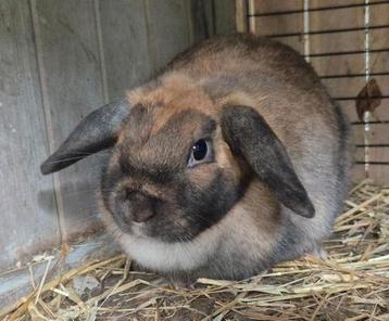 Leuke voedster, 2 jaar oud beschikbaar voor biedingen