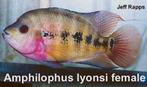 Midden Amerikaanse Cichliden: Amphilophus lyonsi, Dieren en Toebehoren, Vis, Zoetwatervis
