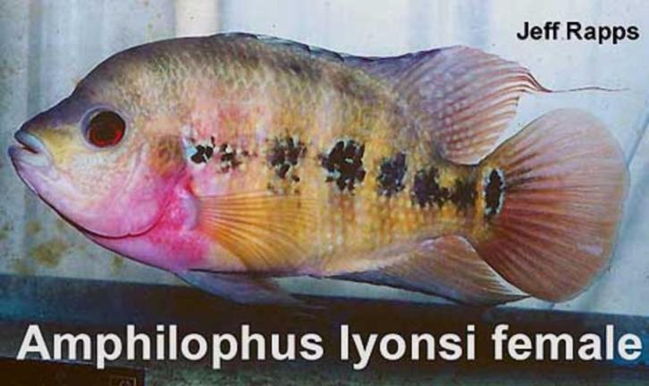 Midden Amerikaanse Cichliden: Amphilophus lyonsi, Dieren en Toebehoren, Vissen | Aquariumvissen, Zoetwatervis, Vis