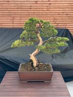 Bonsai Juniperus Chinensis, Bloeit niet, Overige soorten, Minder dan 100 cm, Ophalen