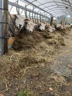 Ooilammeren, Vrouwelijk, Schaap, 0 tot 2 jaar