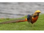 Goud fazant hennen l Gezonde dieren l Passend advies, Dieren en Toebehoren, Pluimvee, Vrouwelijk, Kip