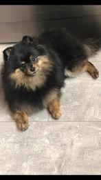 Bear Face, Toy , Micro Pup, Pomeriaan, Mini pup, Tea Cup,, Dieren en Toebehoren, Honden | Poolhonden, Keeshonden en Oertypen, 8 tot 15 weken